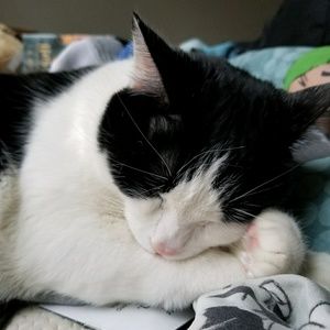 Meet your Posher, Cameron